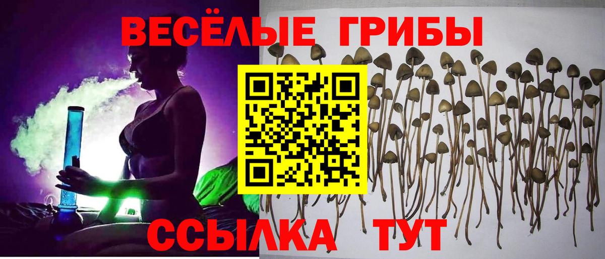 Галлюциногенные грибы мицелий  Вход с VPN  Алушта  Галлюциногенные грибы Cubensis 